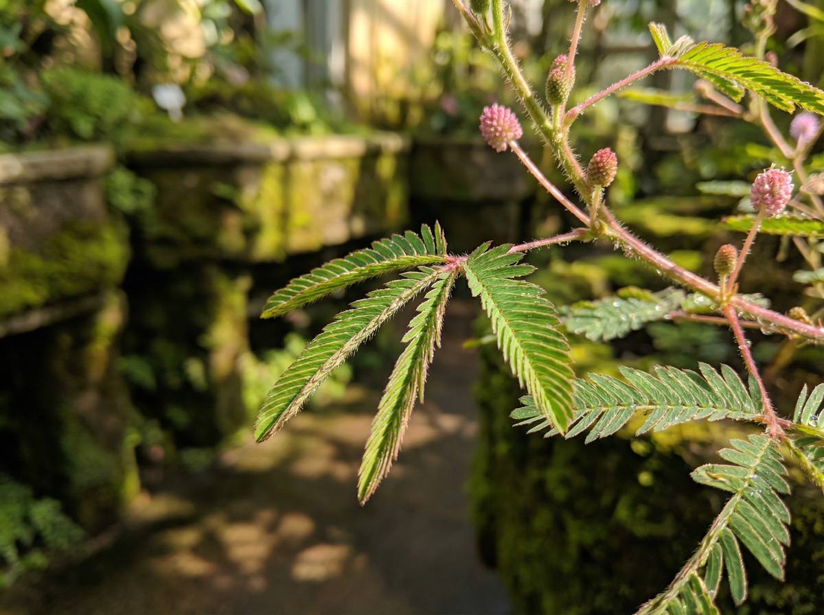 探花视频含羞草视频教程